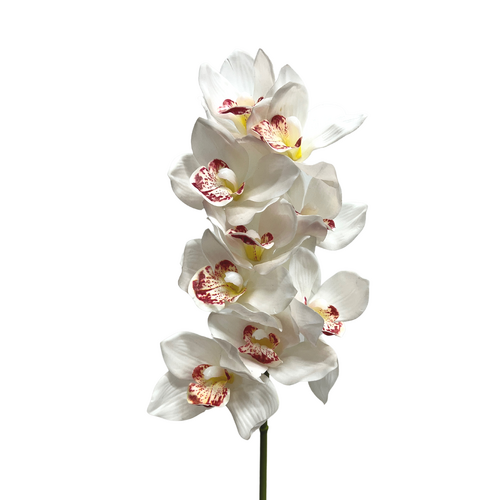 White Cymbidium Orchid EE0002-WHT