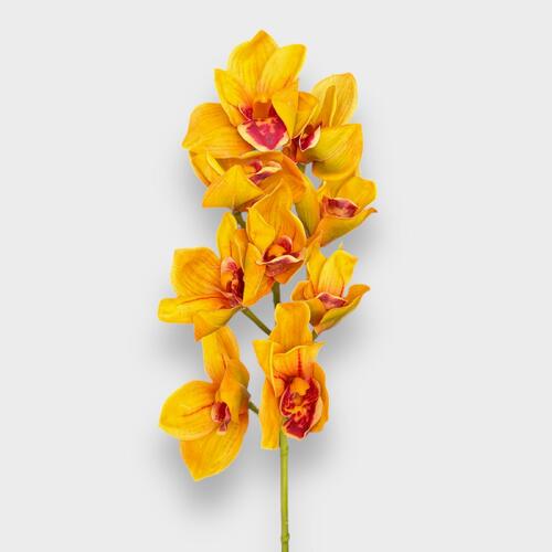 Cymbidium Orchid EE0002-YEL