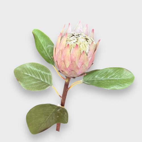 Real Touch Protea EE0011-PCH