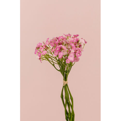Gypsophila Bunch EE0021-PNK