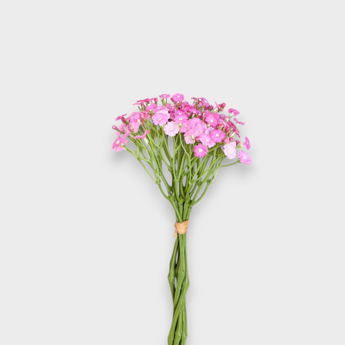 Gypsophila Bunch EE0021-PNK