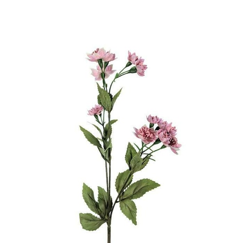 Astrantia Spray EE0029-MAV