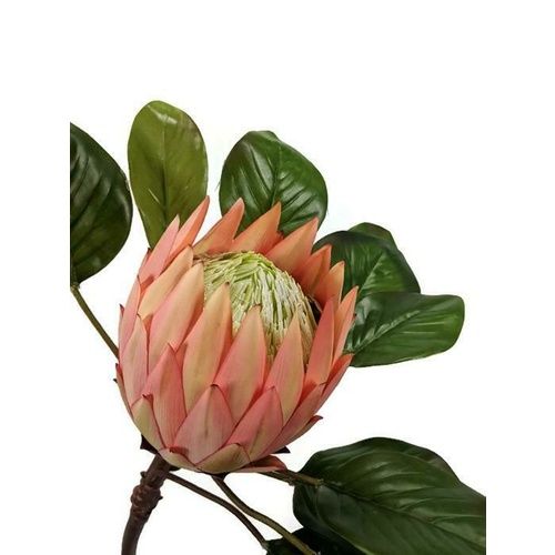 Large Single Protea EE0037-PCH