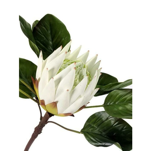 LARGE SINGLE PROTEA EE0037-WH