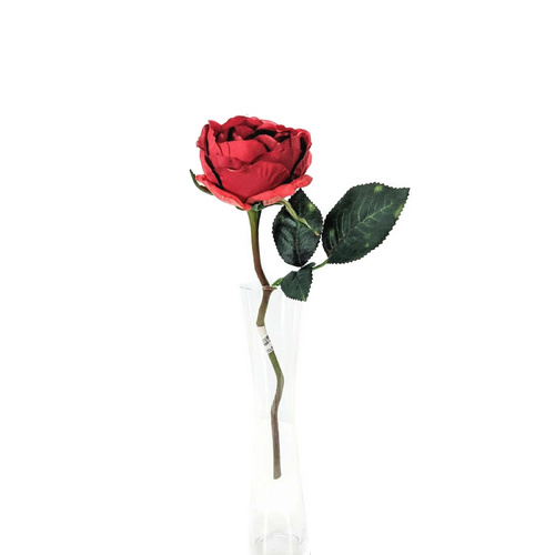 Single David Austin Rose EE0041-RD