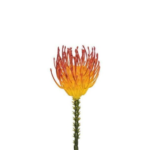 Pincushion EE0042-OR