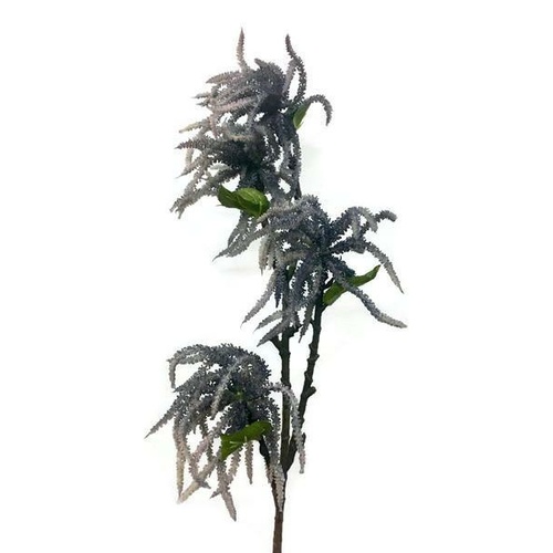 Amaranthus EE0043-BLU