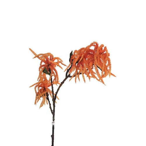 Amaranthus EE0043-OR