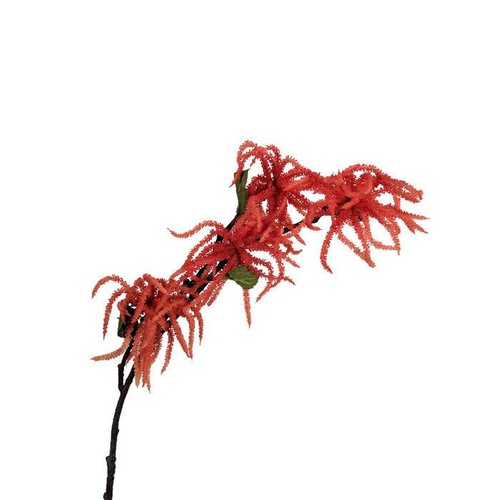 Amaranthus EE0043-PNK