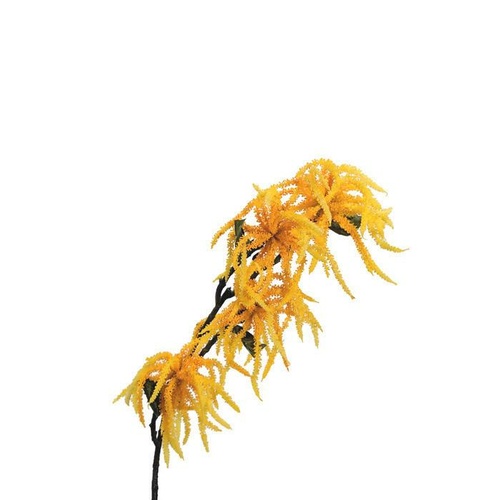 Amaranthus EE0043-YEL