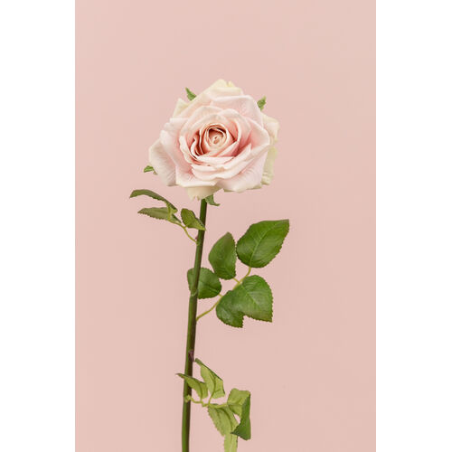 Single Rose EE0044-PNK