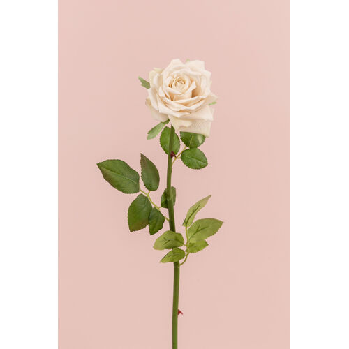 Single Rose EE0044-WHC/RM