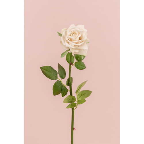 Single Rose EE0044-CREAM/WHITE