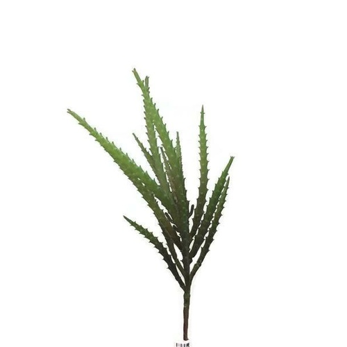 Cactus EE0062-GRBRWN