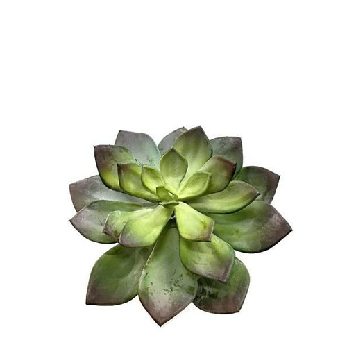 Large Suculent EE0065-GR