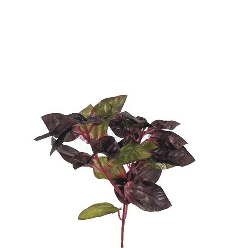 Coleus Spray EE0073-PUR