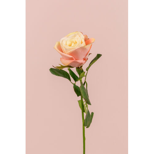 Medium Real Touch Ecuadorian Rose EE0077-CHAM