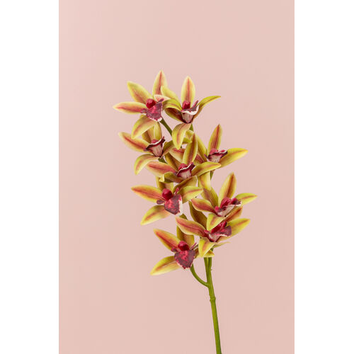 Spider Orchid EE0008-GRNPNK