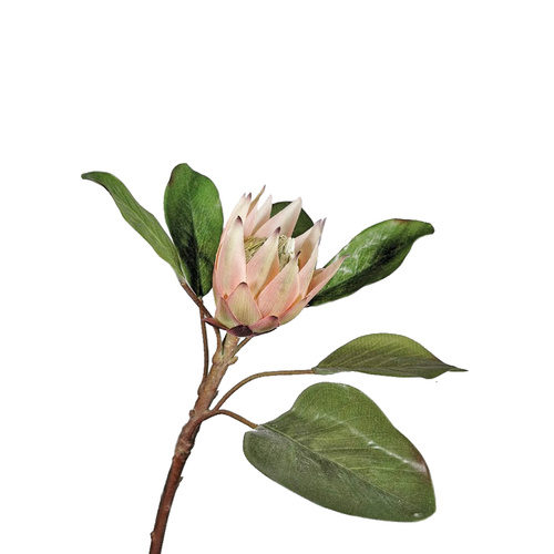 King Protea Pink EE0081-PNK