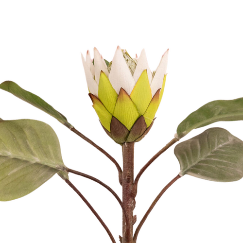 King Protea EE0081-WHT