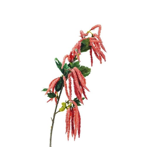 Mini Amaranthus Spray EE0009-CO