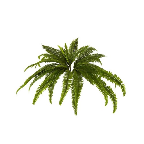 Boston Fern F237