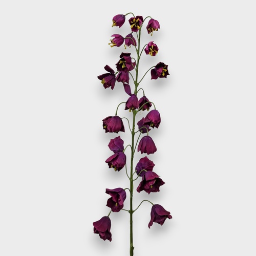FRITTEIARIA SPRAY F23LV