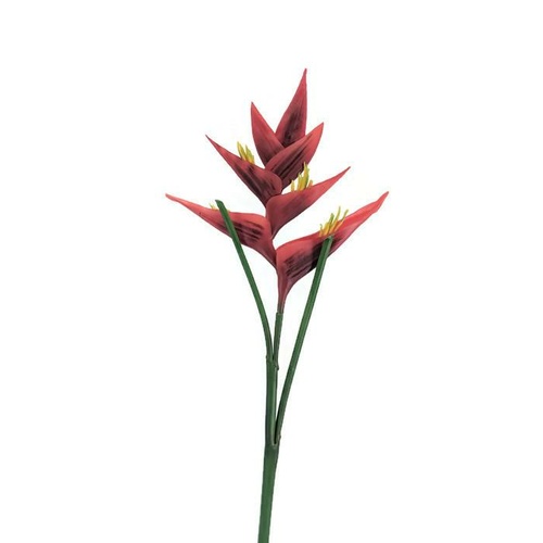 Heliconia stem FB0056 -RD