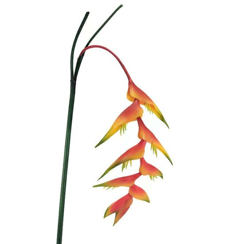 Tall Heliconia spray FB0057