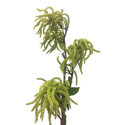 Amaranthus Spray FB0091-GRN
