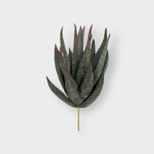 Aloe FB0092-DGR