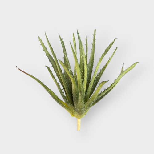 Aloe FB0093-GRN