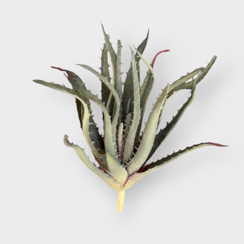 Aloe FB0093-GRY