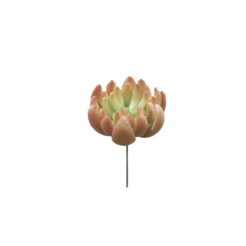 Succulent FB0094-WH