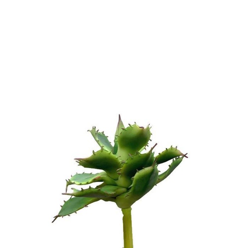 Succulent FB0101-DRKGRN