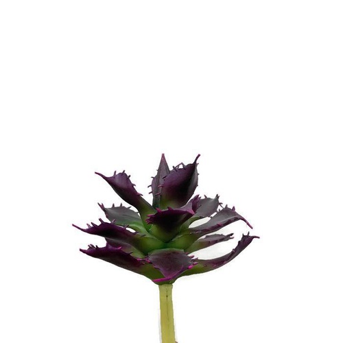 Succulent FB0101-GRNPUR
