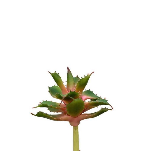 Succulent FB0101-GRNRED