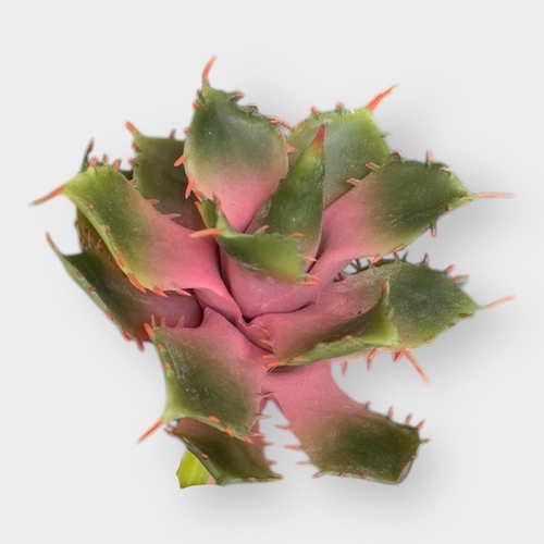 Succulent FB0101-PNKGRN