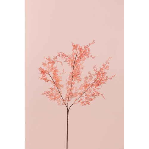 Asparagus Fern FB0126-PNK