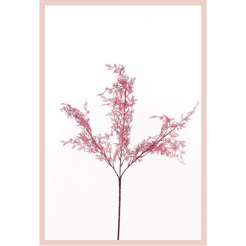 Asparagus Fern FB0126-PUR