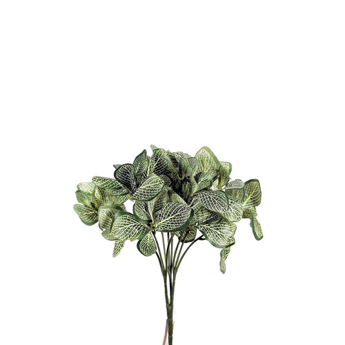 Peperomia Bush FB0140-GRN