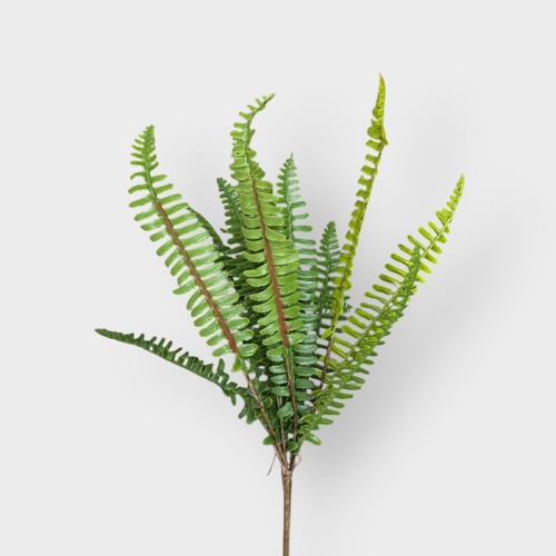 Boston Fern Bunch FB0143-C