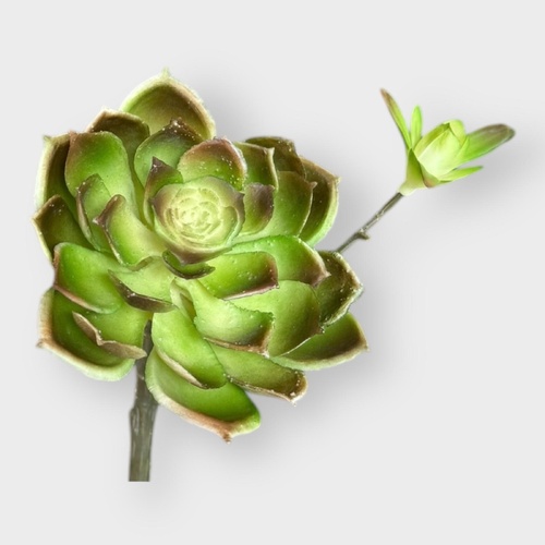 Succulent FB0144-GRN
