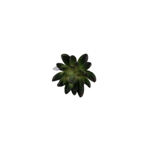 Succulent FB0145-GR