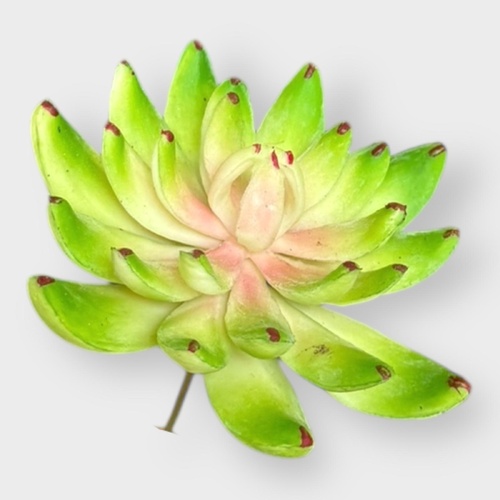 Succulent FB0145-PNKGR