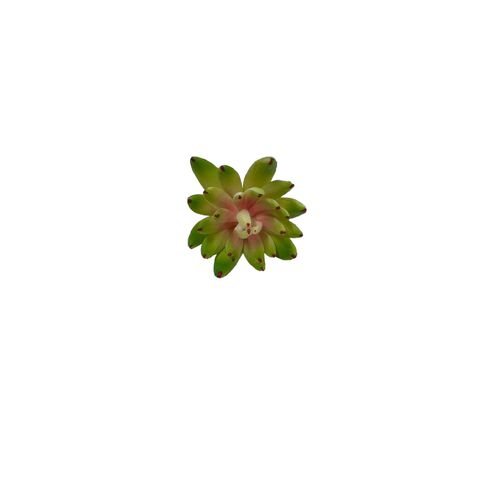 Succulent FB0145-PNKGR