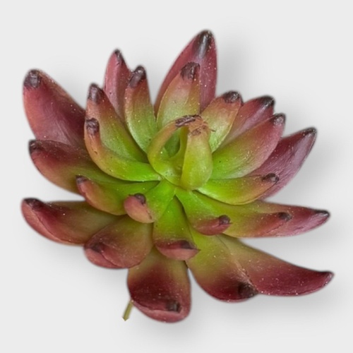 Succulent FB0145-TOFGR