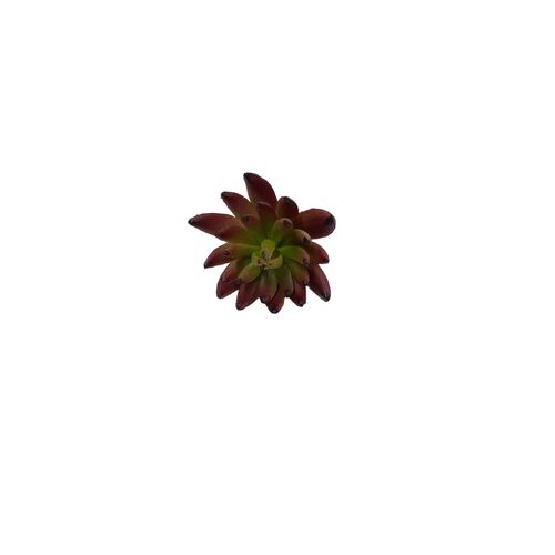 Succulent FB0145-TOFGR