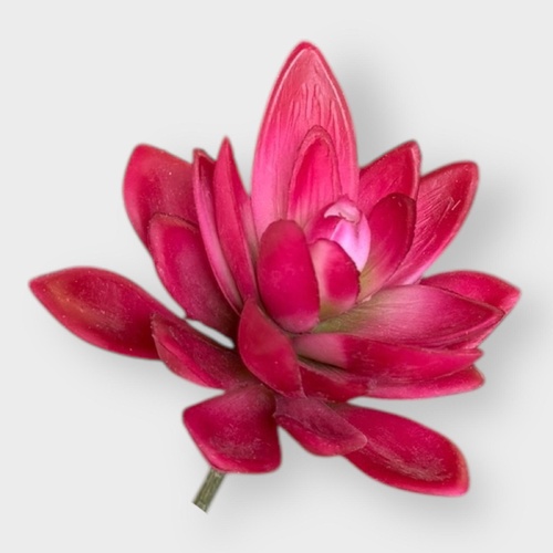 Succulent FB0146-PURRED