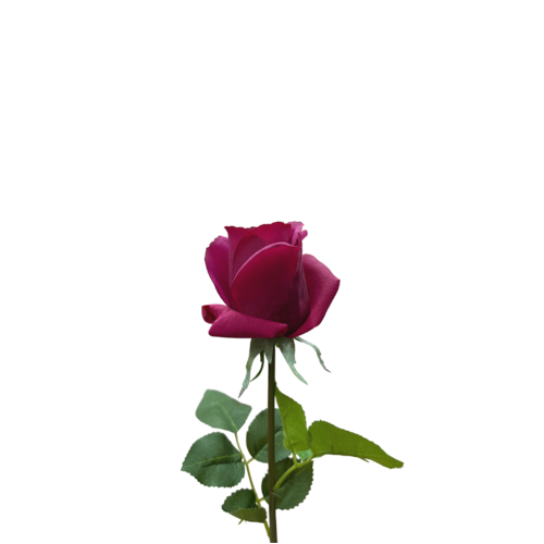 Ecuadorian Rose Fb0152-BUR